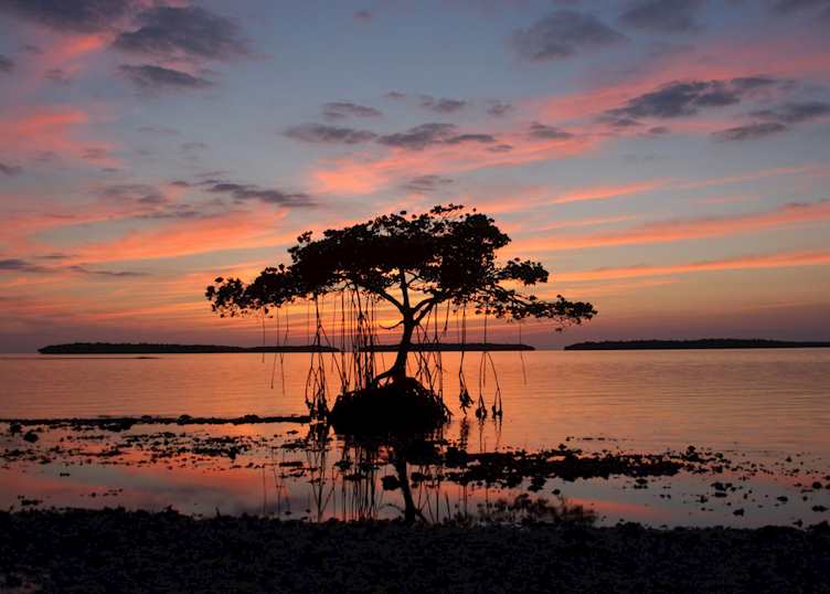 Florida Everglades