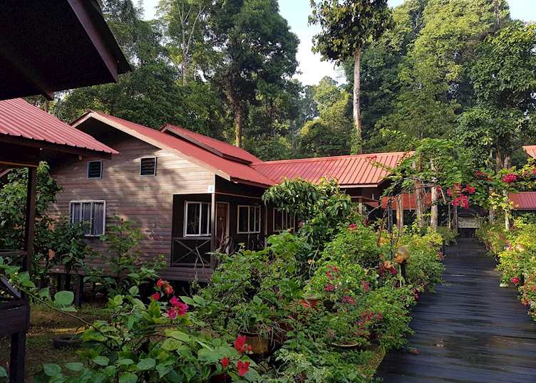 Chalets, Abai Jungle Lodge