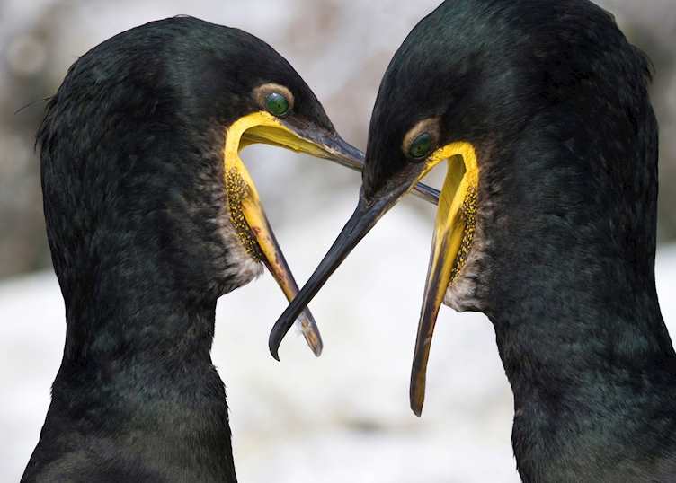 Cormorants on the Isle of Skye