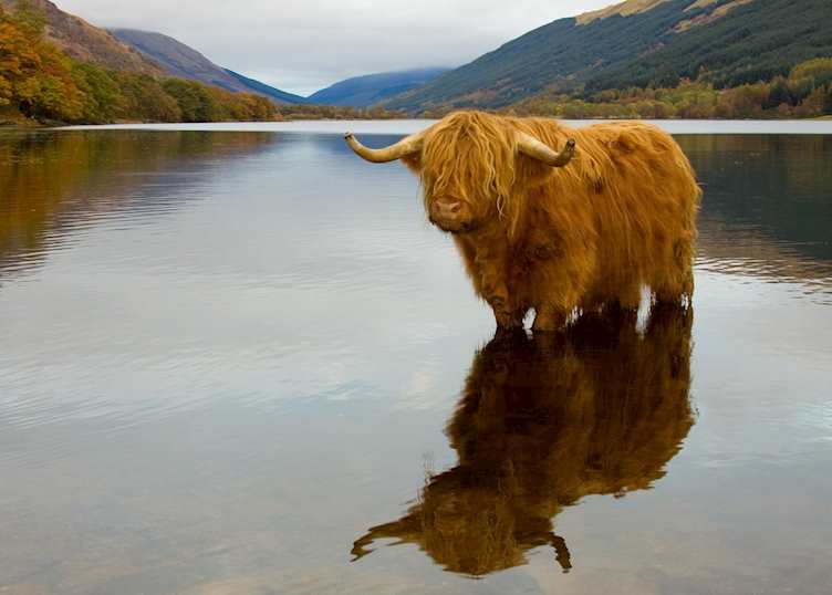Highland cow