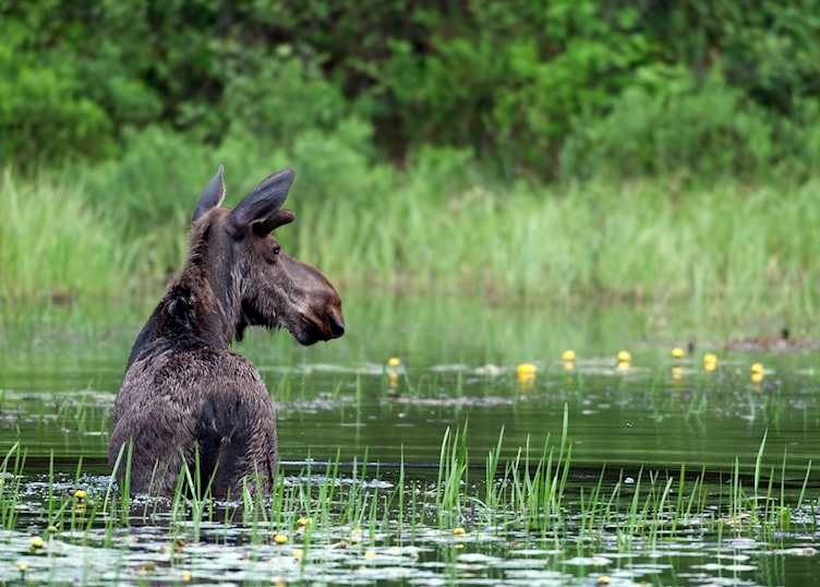 Algonquin Provincial Park