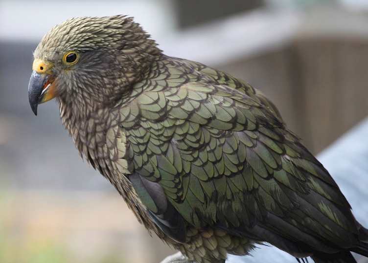 Kea on New Zealand's South Island