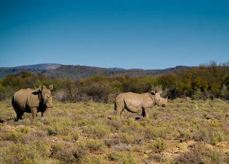 Rhino, Sanbona Game Reserve