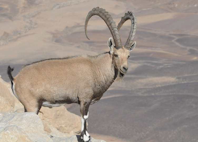Nubian ibex, Dana Biosphere Reserve