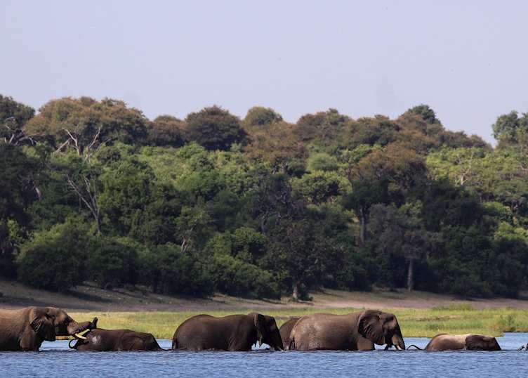 Elephant crossing the Chobe river