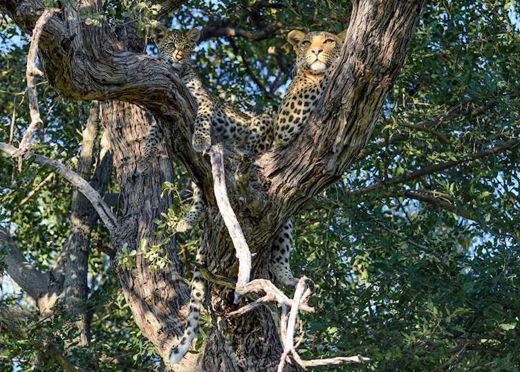 Leopard and cub 