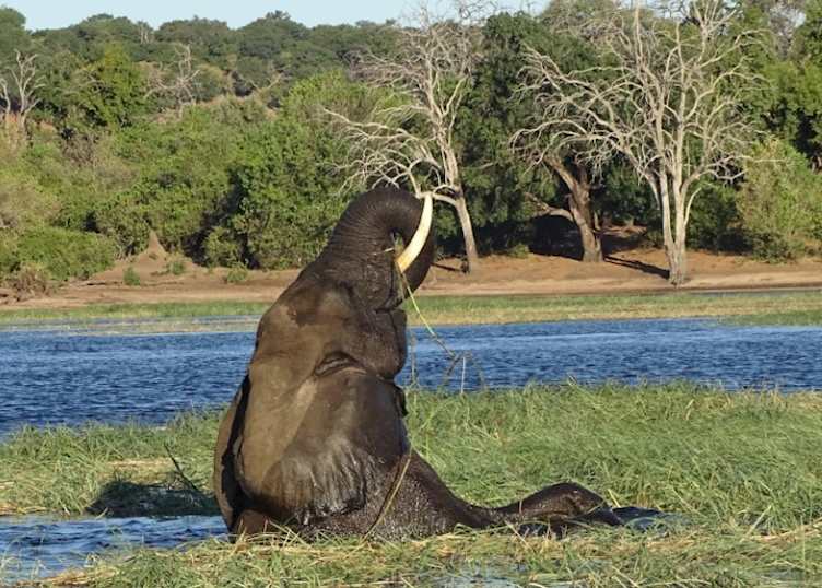 Elephant in the Chobe River