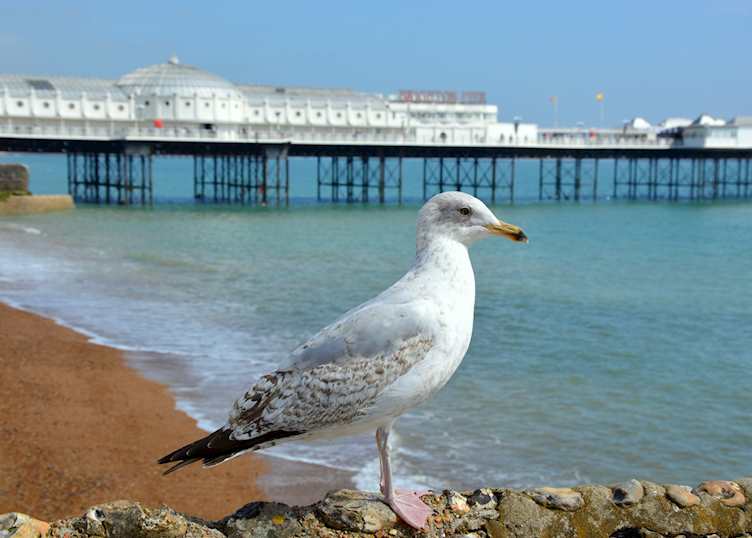 Brighton seagull