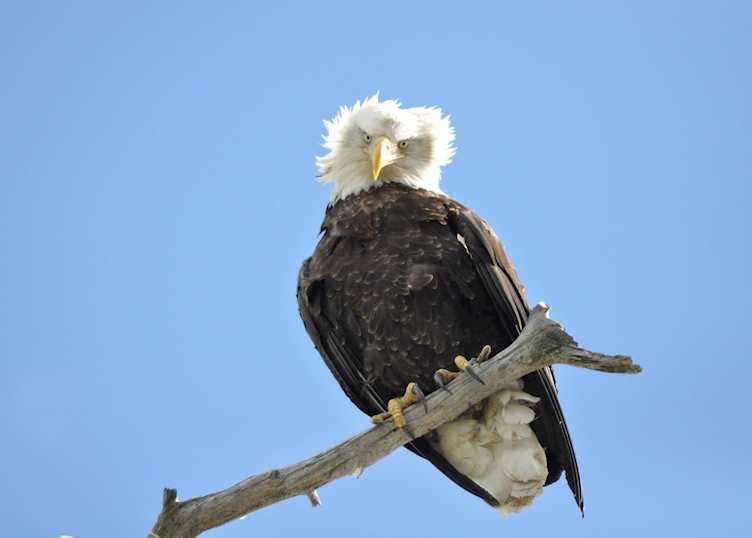 Eagle in Chugach National Park, Alaska