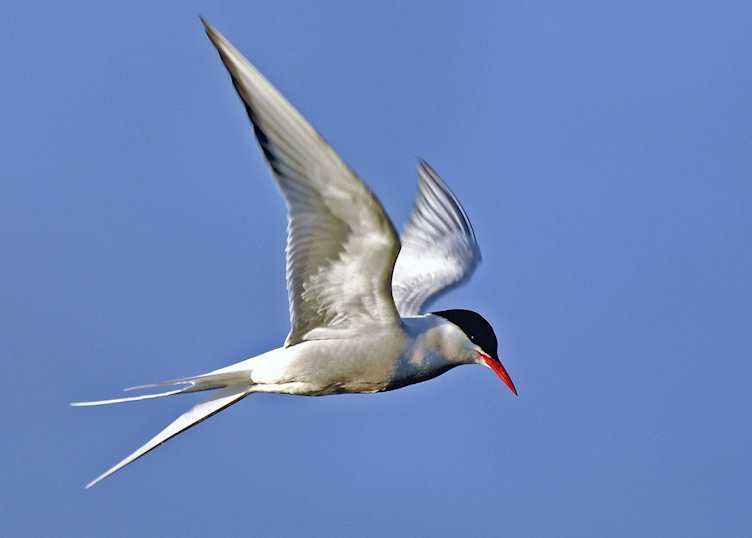 Tern at Potter Marsh, Alaska
