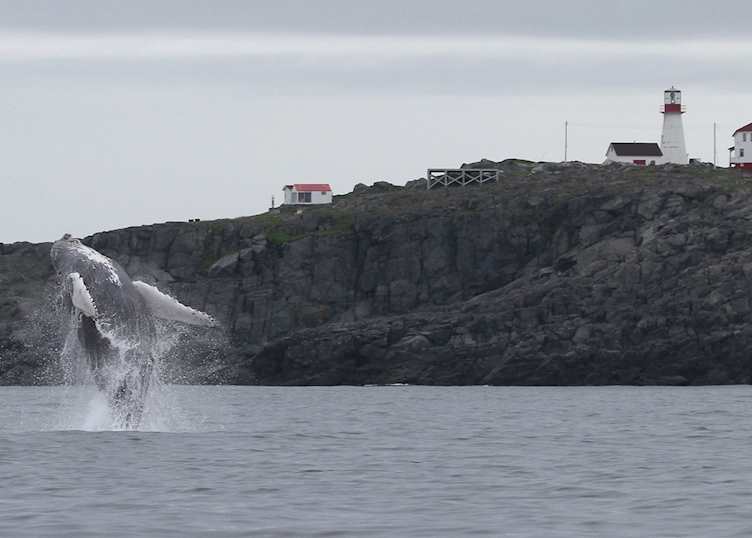 Quirpon Lighthouse Inn, L'Anse aux Meadows