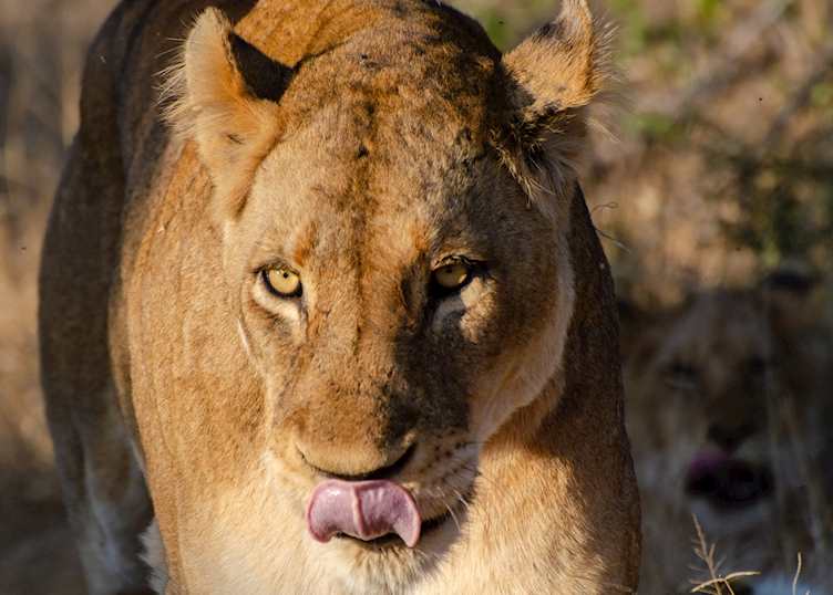 Lioness 