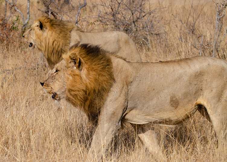 A coalition of brothers in the Timbavati 