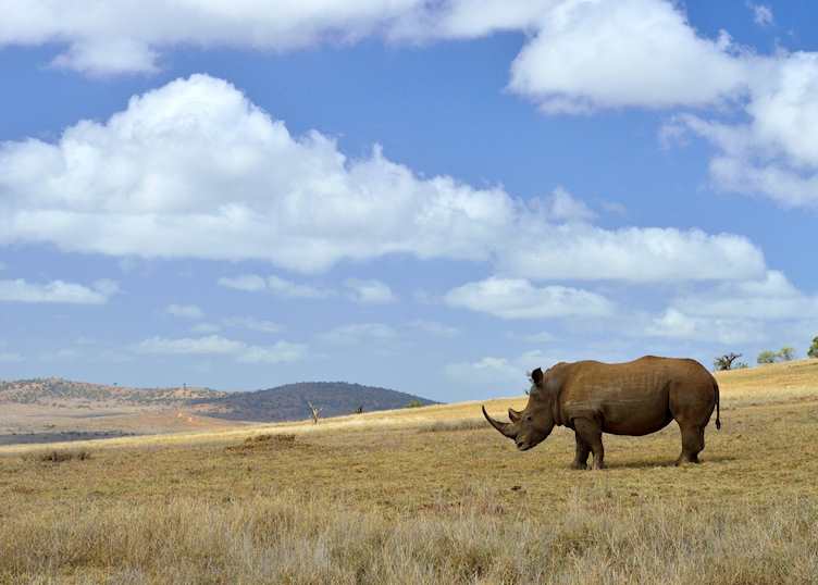 Rhino on Borana Conservancy