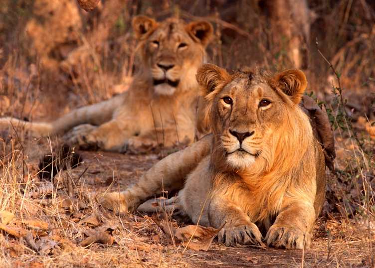 Asiatic lion in Sasan Gir National Park