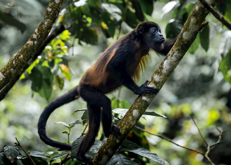 Rio Celeste Hideaway Wildlife