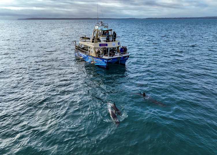 Falmouth Wildlife Cruise (Credit: AK Wildlife Cruises)