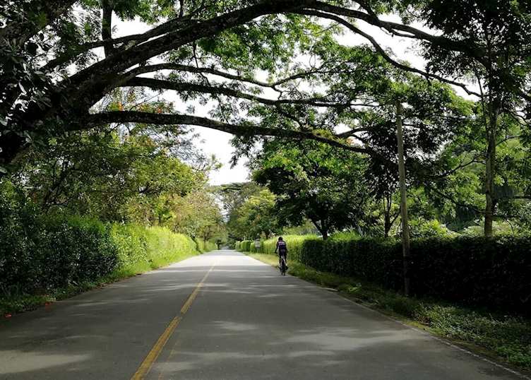 Cycling tour in Coffee region, Colombia