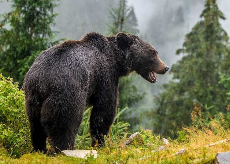 Brown bear, Vancouver Island