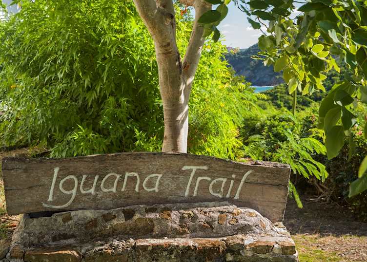 Iguana trail, Guana Island