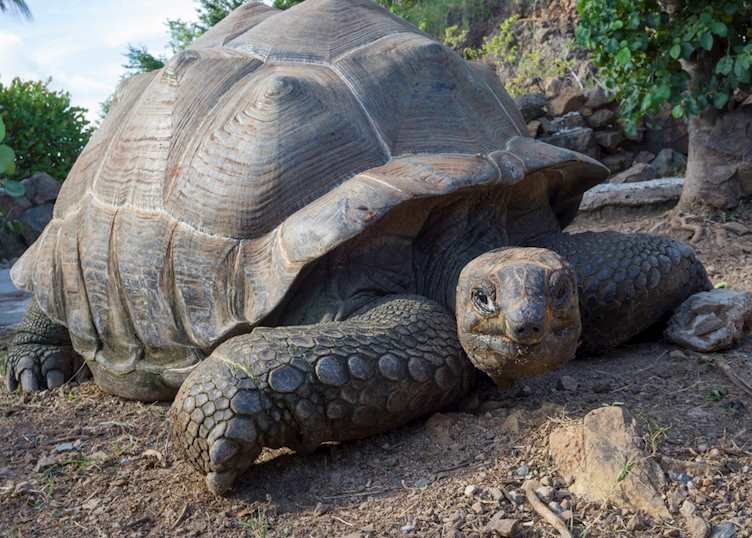 Tortoise, Guana Island