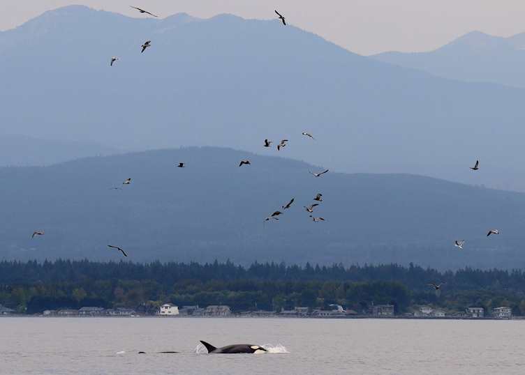 Orca and sea birds, Victoria, Canada