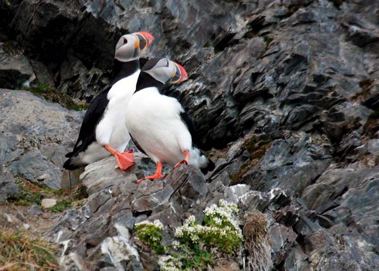 Puffins in Spitsbergen