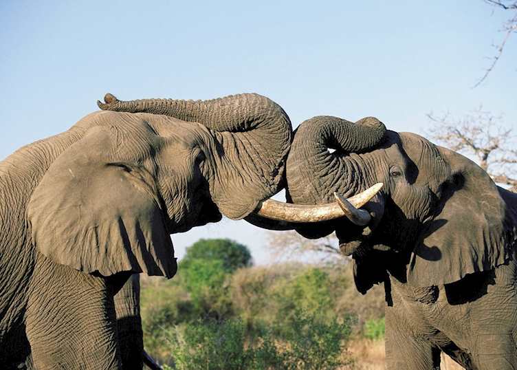 Elephants, Phinda Private Game Reserve