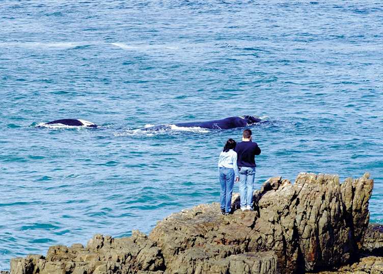 Whale watching from shore, Hermanus