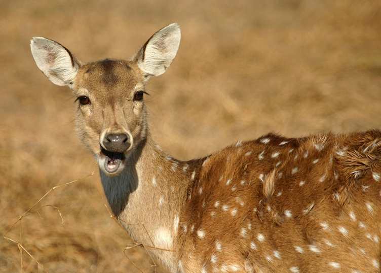 Spotted deer, Ranthambhore National Park