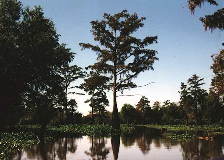 A swamp near Lafayette