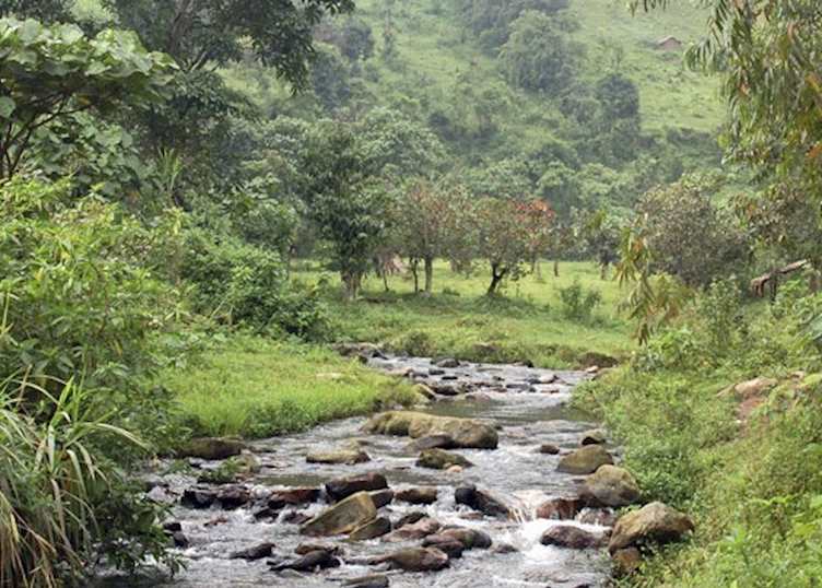 River near Mahogany Springs, Bwindi Impenetrable Forest National Park