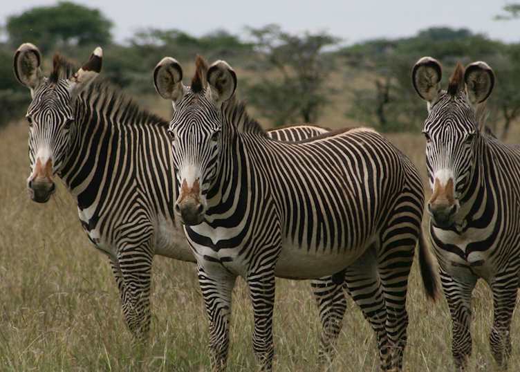 Grévy's zebras, Sosian Ranch