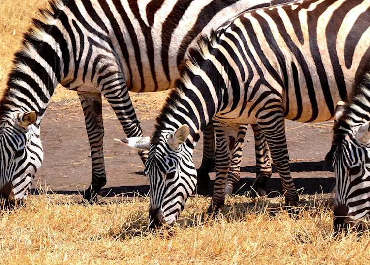 Zebras grazing in the Ngorongoro Crater