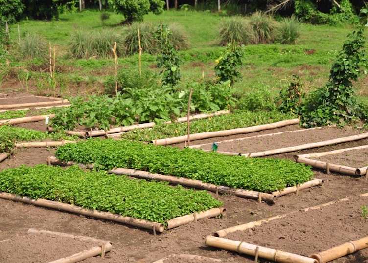 Organic garden at Lisu Lodge