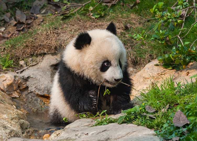 Panda cub at Chengdu Panda Research Base