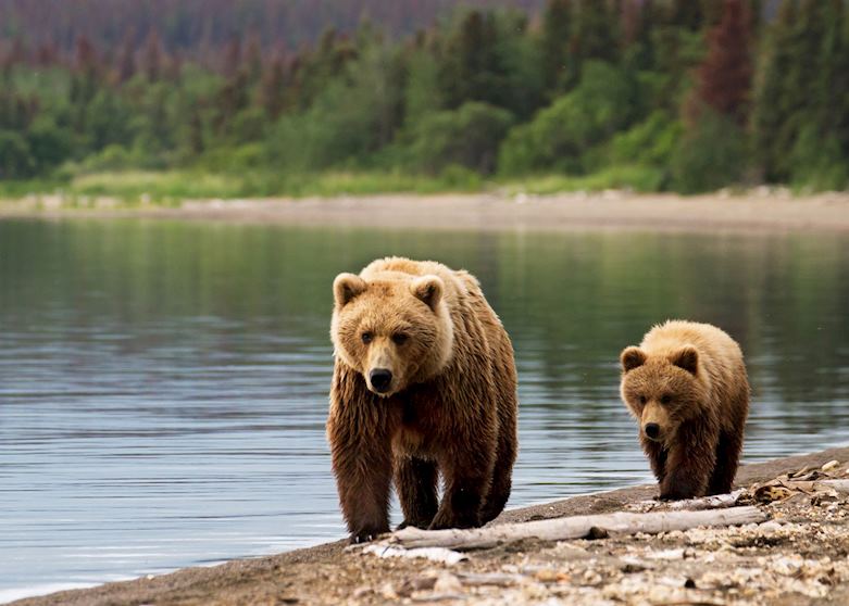 Grizzly bears Grizzly bears