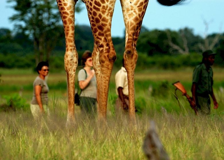 Walking safari in the South Luangwa Walking safari in the South Luangwa