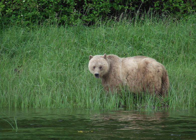 Grizzly Bear at Knight Inlet Lodge Grizzly Bear at Knight Inlet Lodge