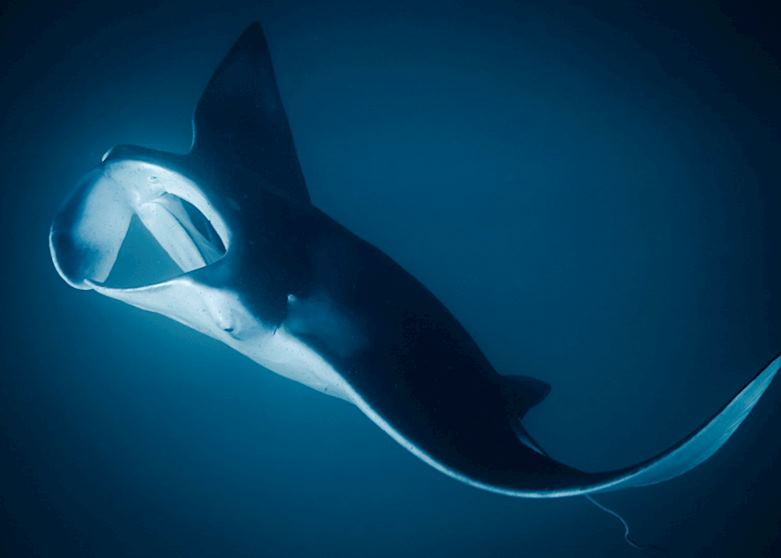 Manta Ray Night Snorkel, Hawaii (Big Island) Manta Ray Night Snorkel, Hawaii (Big Island)