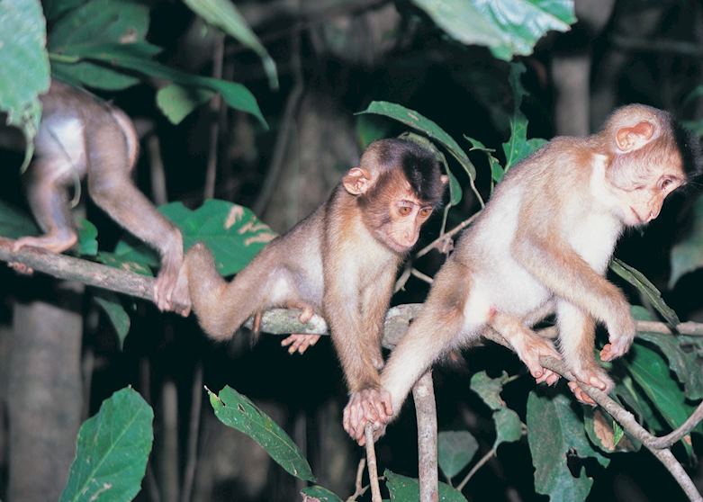 Pig-tailed macaque, Kinabatangan River, Malaysian Borneo Pig-tailed macaque, Kinabatangan River, Malaysian Borneo