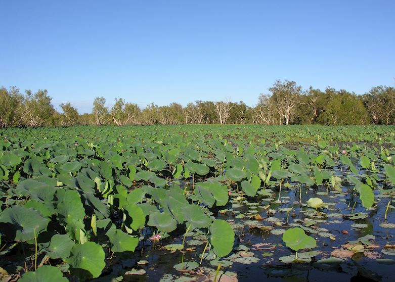 Waterlillies, Yellow Waters Waterlillies, Yellow Waters