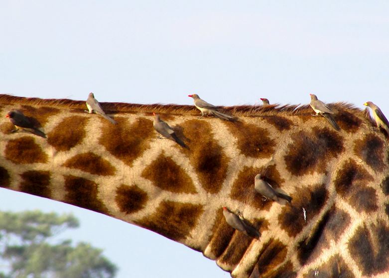 Giraffe, Chobe National Park Giraffe, Chobe National Park