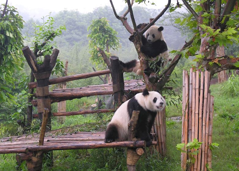 Giant Pandas Giant Pandas