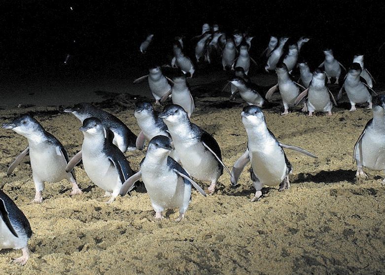 Penguin Parade, Phillip Island, Australia Penguin Parade, Phillip Island, Australia