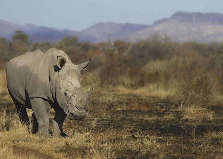 Rhino at Madikwe Game Reserve Rhino at Madikwe Game Reserve