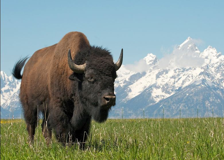 A bison in Grand Teton National Park A bison in Grand Teton National Park