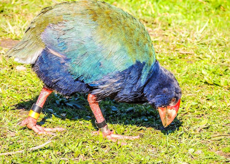 Takahe, Tiritiri Matangi Island Takahe, Tiritiri Matangi Island