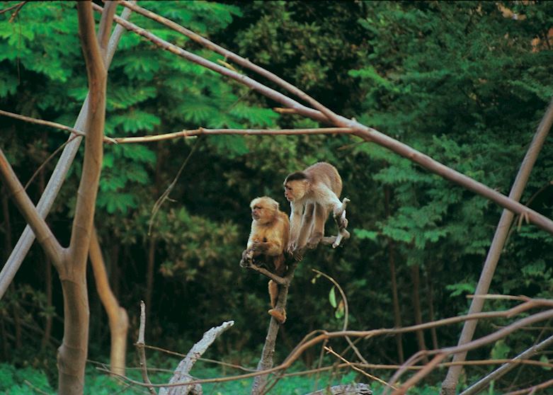 Monkeys, Amazon Monkeys, Amazon