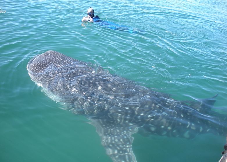 Whale-shark, Baja Whale-shark, Baja
